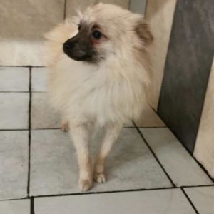 Kleine Hunde Europaische Tierhilfe Suchen Ein Zuhause Zum