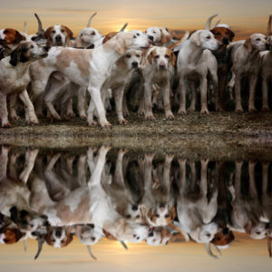 hunde